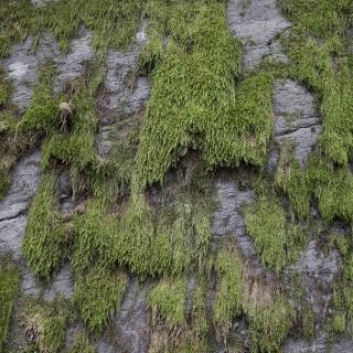 Photo Textures of Moss